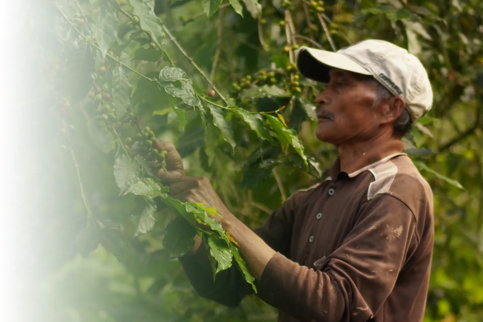 Savor the Taste of Tradition with Munduk Coffee