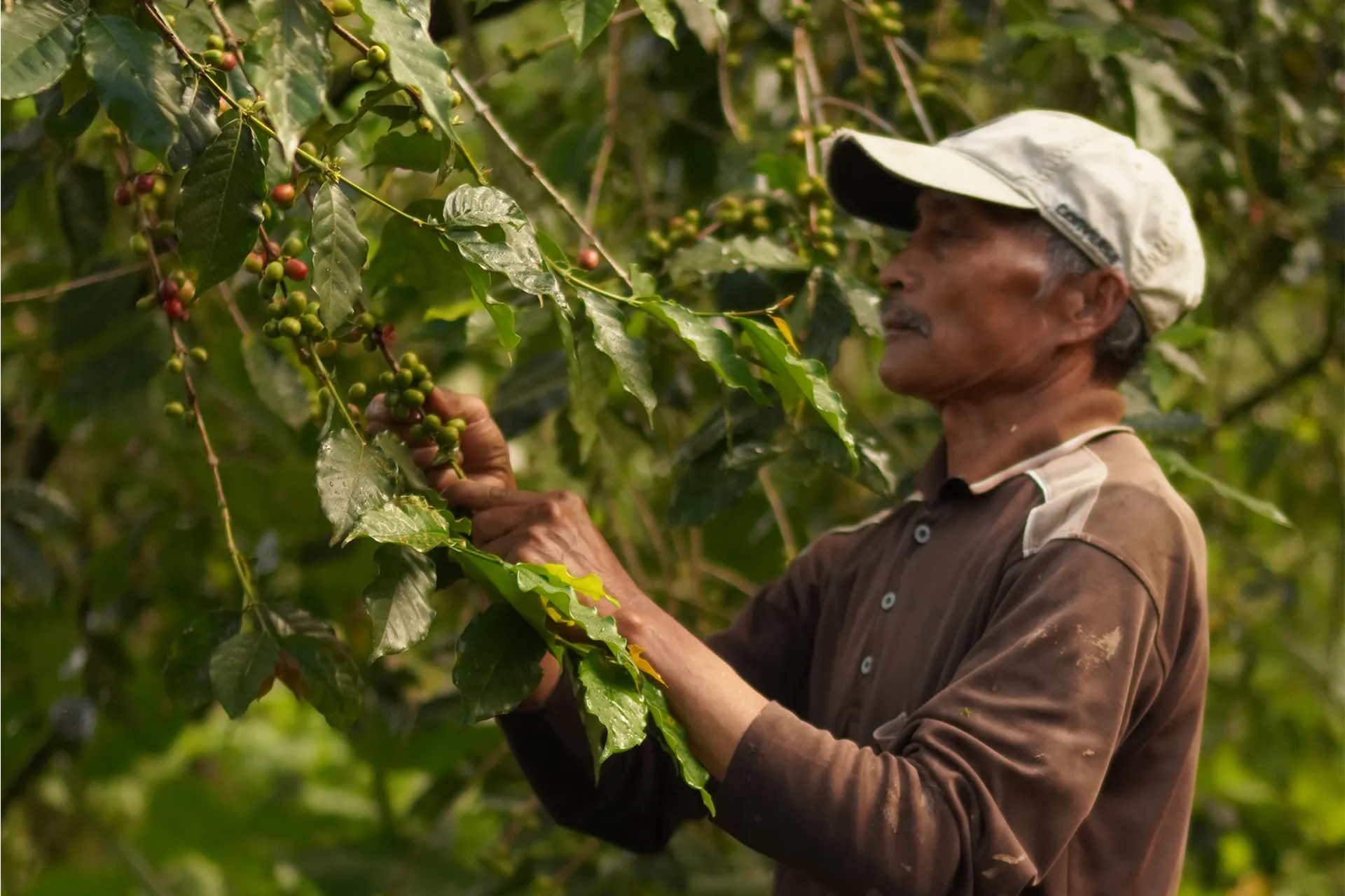 Savor the Taste of Tradition with Munduk Coffee